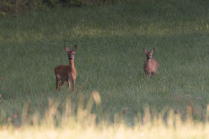 20160807-Foto-Jagd-005