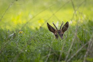 Der L&ouml;we(nzahn) und der Rehbock-1024-12