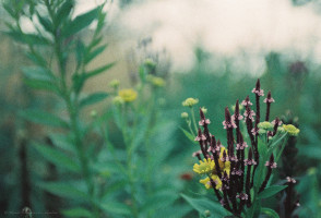 Gartenimpressionen-72dpi-006