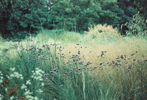 Gartenimpressionen-72dpi-007