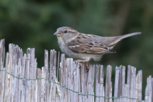 Jagdfieber-006-1024-12