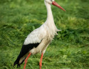 Storch-1