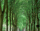 allee in mecklenburg vorpommern
