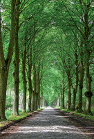 allee in mecklenburg vorpommern