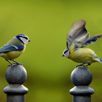 Helmut Hartmann - V&ouml;gel