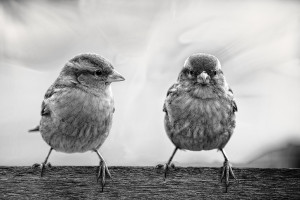 Helmut May - V&ouml;gel