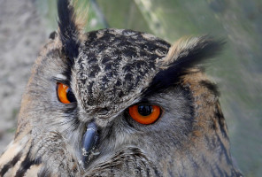 Monika Graszynski - V&ouml;gel