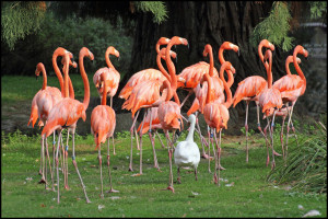 1-2-3 Flamingos im Sauseschritt-auch die kleine Gans l&auml;uft mit