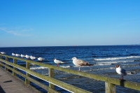 Amerik.Silberm&ouml;we "unauff&auml;llig" zwischen den Lachm&ouml;wen