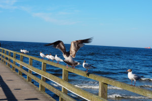 Amerik.Silberm&ouml;we verl&auml;&szlig;t die Reihe der  Lachm&ouml;wen