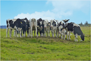 Stellt euch in ne grad Reih...