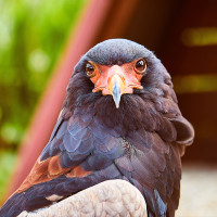 Joachim Konradi - Ich seh dich