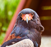 Joachim Konradi - Ich seh dich