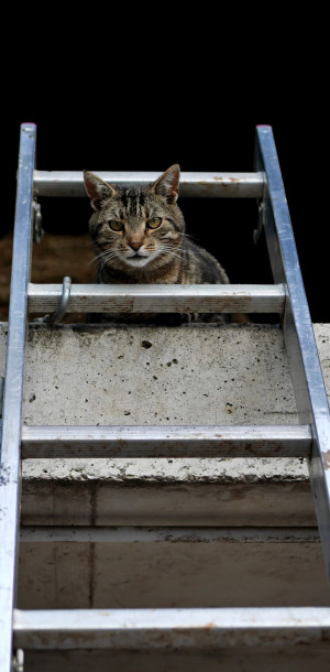 Auswahl für Ausstellung