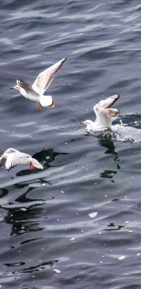 M&ouml;we_Crozon (424)