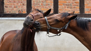 Ein Kampf um Dominanz