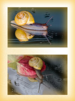 Tempo, kleine Schnecke