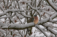 Eiszeit 