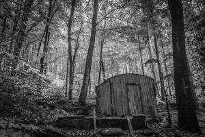 Im Wald bei Waldbr&ouml;hl