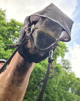 Einem geschenkten Gaul schaut man nicht ins Maul