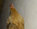 Unser Lieblingshuhn - dieses Mal von unten                     