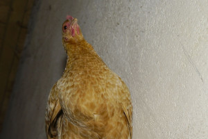 Unser Lieblingshuhn - dieses Mal von unten                     