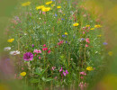 Blumenwiese im Juli