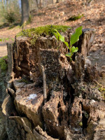 vergangenes und neues Leben