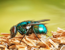 Makro Fauna Fliege 0000