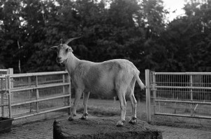 AL-20160729-Hof-Huppenhardt-analog-BW-sRGB_80_300dpi-001