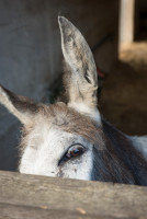 AL-20160729-Hof-Huppenhardt-sRGB_80_300dpi-001