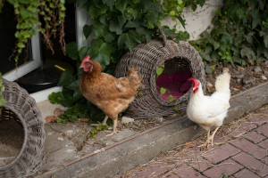 AL-20160729-Hof-Huppenhardt-sRGB_80_300dpi-003