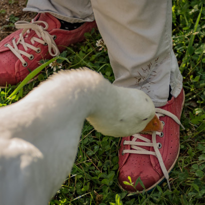 AL-20160729-Hof-Huppenhardt-sRGB_80_300dpi-012