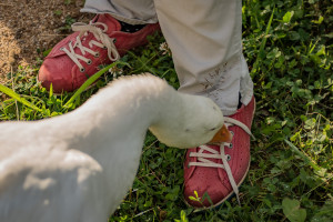 AL-20160729-Hof-Huppenhardt-sRGB_80_300dpi-012