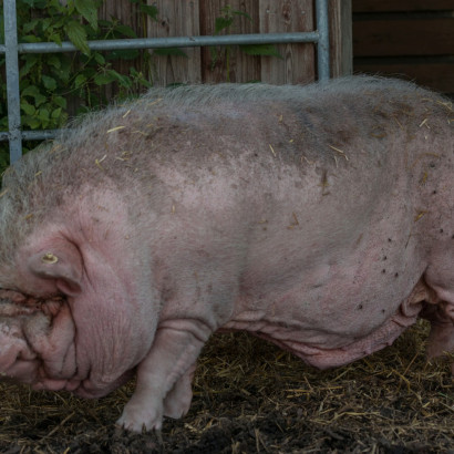 HH Schwein 2F-1