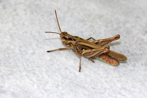 1 Grille im Wintergarten 