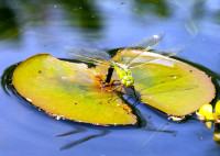 3 2019.06.09-Insekten_Garten_A7148