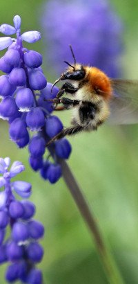 Hummel auf Hyazinthe
