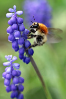 Hummel auf Hyazinthe