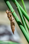 Makro 013 Kopie