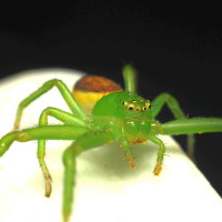 spinne2