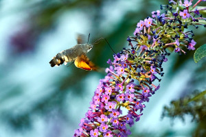 Taubenschw&auml;nzchen 18-10-13 6