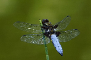Gro&szlig;er Blaupfeil