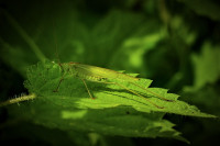 Gr&uuml;nes Heupferdchen