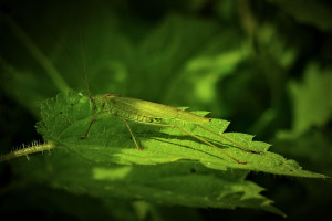 Gr&uuml;nes Heupferdchen