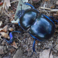   K&auml;fer in der Wahner Heide