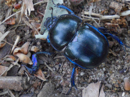   K&auml;fer in der Wahner Heide