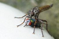 Raubfliege und Schmei&szlig;fliege