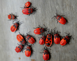  Verschiedene rote K&auml;fer
