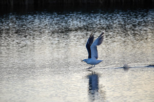 _J9A1885   0287  154